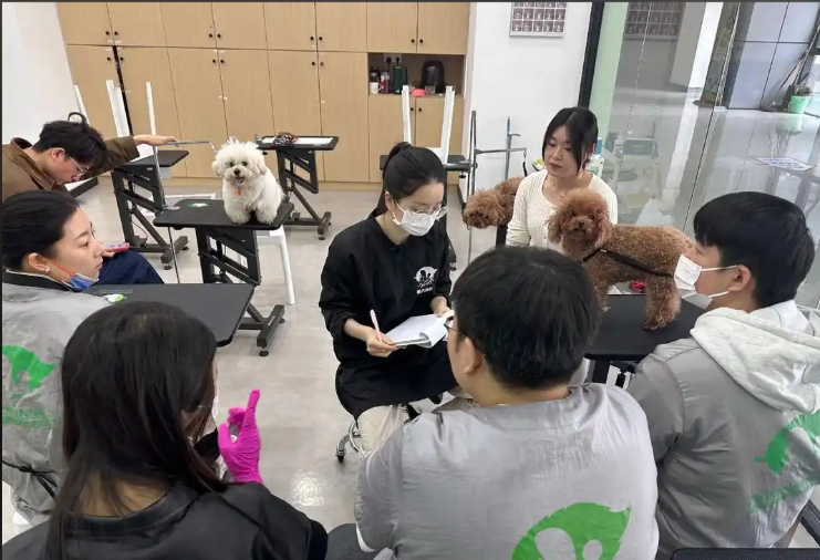 清浦区宠物美容培训宠物美容培训学校 - 厂家